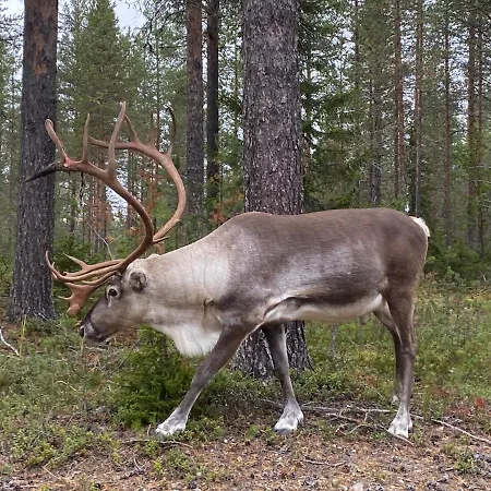 Spectacular Rural Log House With 2 Saunas Next To A Beautiful