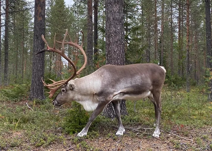 Spectacular Rural Log House With 2 Saunas Next To A Beautiful
